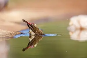 Botswana Prints: Red-billed Firefinch female !bathing in waterhole in Kruger National park