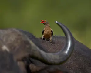 Differential Focus Prints: Red-billed Oxpecker (Buphagus erythrorhynchus), Kruger National Park, South Africa, Africa