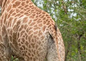 Mammalian Prints: A red-billed oxpecker feeding on a giraffe, in Kruger National Park, South Africa