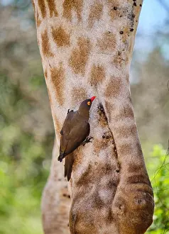 Knee Prints: Red-billed oxpecker feeding of ticks on leg of a giraffe