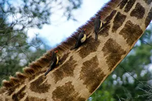 Herbivorous Prints: Red-billed oxpeckers on giraffe neck, Hluhluwe Game Reserve, Kwazulu-Natal, South Africa