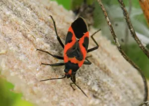 Bugs Prints: Red and black milkweed bug crawling on a plant in Michigan