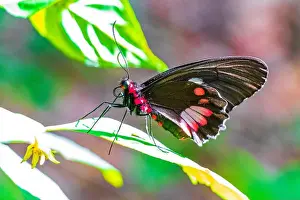 Rio De Janeiro Prints: Red and black noble tropical butterfly on green nature background on big tropical island Ilha Grande in Angra dos Reis
