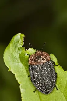 red-breasted carrion beetle (Oiceoptoma thoracica)