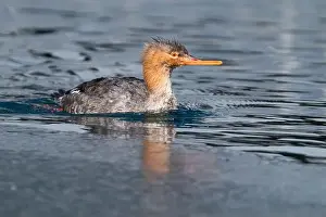 Toronto Prints: A red-breasted merganser swims on a partially frozen lake at Humber Bay Park in Toronto
