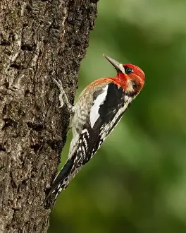 Almond Prints: A Red-breasted Sapsukcer (Spyrapicus ruber)