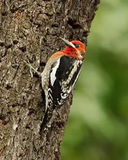 Almond Prints: A Red-breasted Sapsukcer (Spyrapicus ruber)