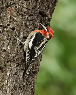 Almond Prints: A Red-breasted Sapsukcer (Spyrapicus ruber)