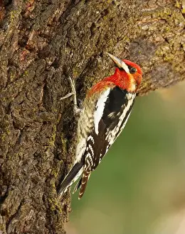 Almond Prints: A Red-breasted Sapsukcer (Spyrapicus ruber daggetti) clinging to the trunk of an almond tree