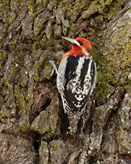Almond Prints: A Red-breasted Sapsukcer (Spyrapicus ruber daggetti) clinging to the trunk of an almond tree near sap wells
