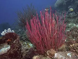Red Coloured Prints: Red bush gorgonian (Ellisella ceratophyta) in an underwater habitat with clear water and natural surroundings
