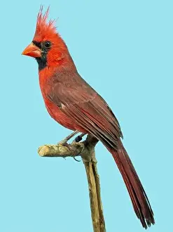 Perched Bird Prints: Red canary bird perched in softbox