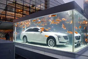 Cadillac Prints: Red carps swim around a Cadillac CT6 on display in a fish tank in Shanghai