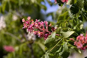 Red chestnut. The colorful inflorescences of a tree called chestnut