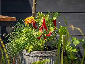 Galvanized Prints: Red chilli peppers growing in a metal container with marigolds and chives in a UK garden