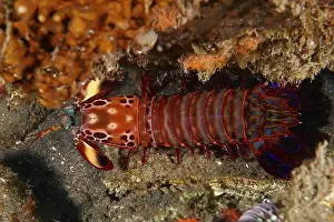 Red Coloured Prints: A red clown mantis shrimp (Odontodactylus scyllarus) in its natural environment