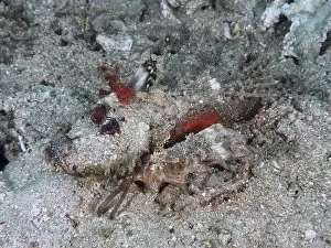 Spiky Prints: Red coloured fish, Spiny Devilfish (Inimicus didactylus)
