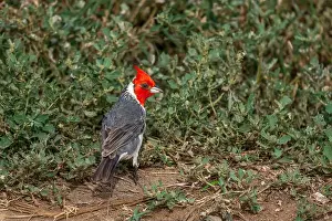 Honolulu Prints: A Red-crested cardinal in Honolulu, Oahu, Hawaii, USA