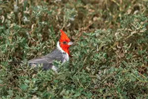 Honolulu Prints: A Red-crested cardinal in Honolulu, Oahu, Hawaii, USA