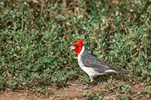 Honolulu Prints: A Red-crested cardinal in Honolulu, Oahu, Hawaii, USA