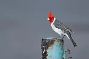 Honolulu Prints: A Red-crested cardinal in Honolulu, Oahu, Hawaii, USA