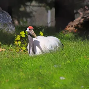 Calgary Prints: This is a Red-Crowned Crane that I got to see at the Calgary Zoo