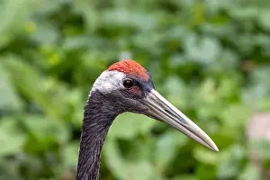 Large Bird Prints: The red-crowned crane is a large bird known for its striking red crown and graceful dance