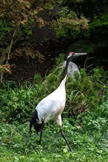 Large Bird Prints: The red-crowned crane is a large bird known for its striking red crown and graceful dance