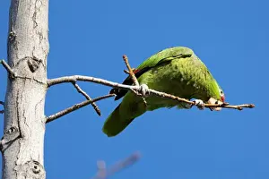 Avifauna Prints: Red crowned parrot eating in a sweetgum tree
