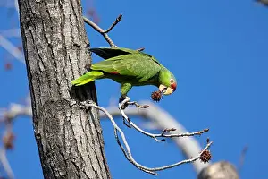 Avifauna Prints: Red crowned parrot eating in a sweetgum tree