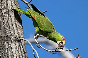 Avifauna Prints: Red crowned parrot eating in a sweetgum tree