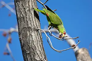 Avifauna Prints: Red crowned parrot eating in a sweetgum tree