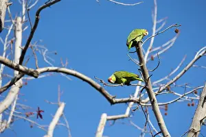 Avifauna Prints: Red crowned parrot in a sweetgum tree in Los Angeles