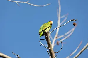 Avifauna Prints: Red crowned parrot in a sweetgum tree in Los Angeles
