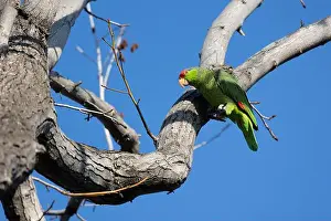 Avifauna Prints: Red crowned parrot in a sweetgum tree in Los Angeles