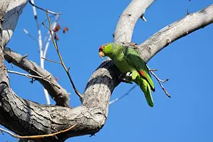 Avifauna Prints: Red crowned parrot in a sweetgum tree in Los Angeles