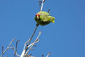 Avifauna Prints: Red crowned parrot in a sweetgum tree in Los Angeles