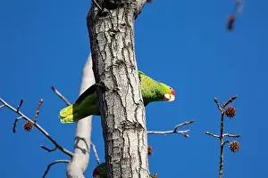 Avifauna Prints: Red crowned parrot in a sweetgum tree in Los Angeles