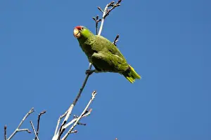 Avifauna Prints: Red crowned parrot in a sweetgum tree in Los Angeles