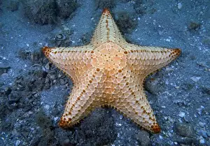Sea Star Prints: A Red Cushion Sea Star (Oreaster reticulatus) in Florida, USA