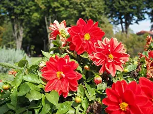 Dahlia Prints: Red dahlias in the garden. Dahlia