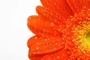 Tear Prints: red daisy with tear drops