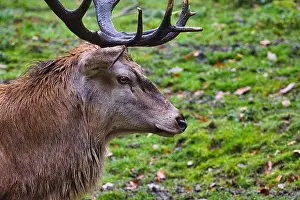 Hooves Prints: Red deer (Cervus elaphus) large deer species