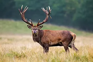 Antlers Prints: Red deer (Cervus elaphus) stag with huge antlers in grassland at forest's edge during the rut in autumn