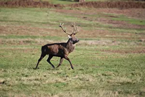 Ruminant Prints: Red Deer stag with large antlers Cervus elaphus trotting across parkland in late autumn