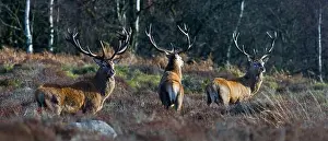 Stag Prints: Red Deer Stags on alert, the Peak District