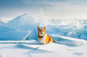 Almaty Prints: Red dog of the Pembroke Welsh Corgi breed in an Arctic winter landscape