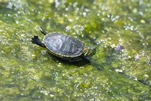 Wildlife Animals Prints: The red-eared slider or red-eared terrapin (Trachemys scripta elegans), Galveston, TX