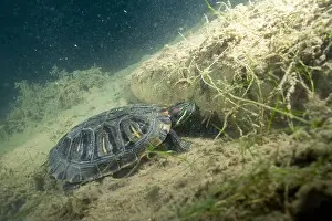 Cold Blooded Prints: Red-eared slider underwater in lake bottom
