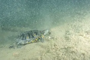 Cold Blooded Prints: Red-eared slider underwater in lake bottom